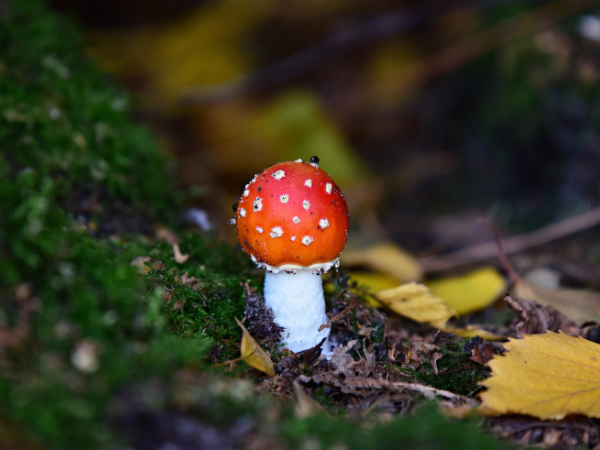 the fascinating world of mushrooms - VitalQure